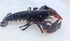 Live Lobster ( 1 kg )